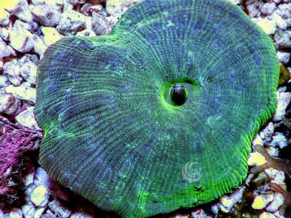 Blue-Green Discosoma Mushroom