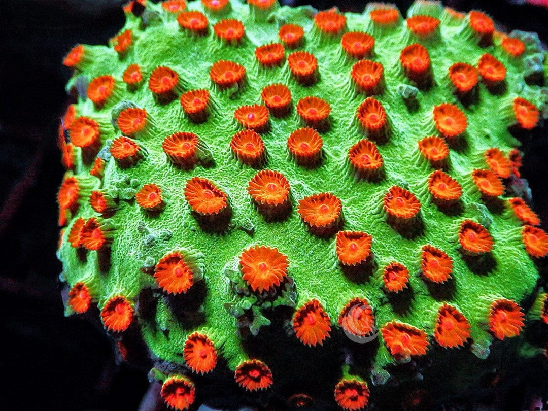 Poppy Pickin Cyphastrea