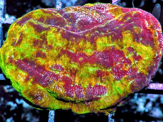 Crazy Clepto Leptoseris