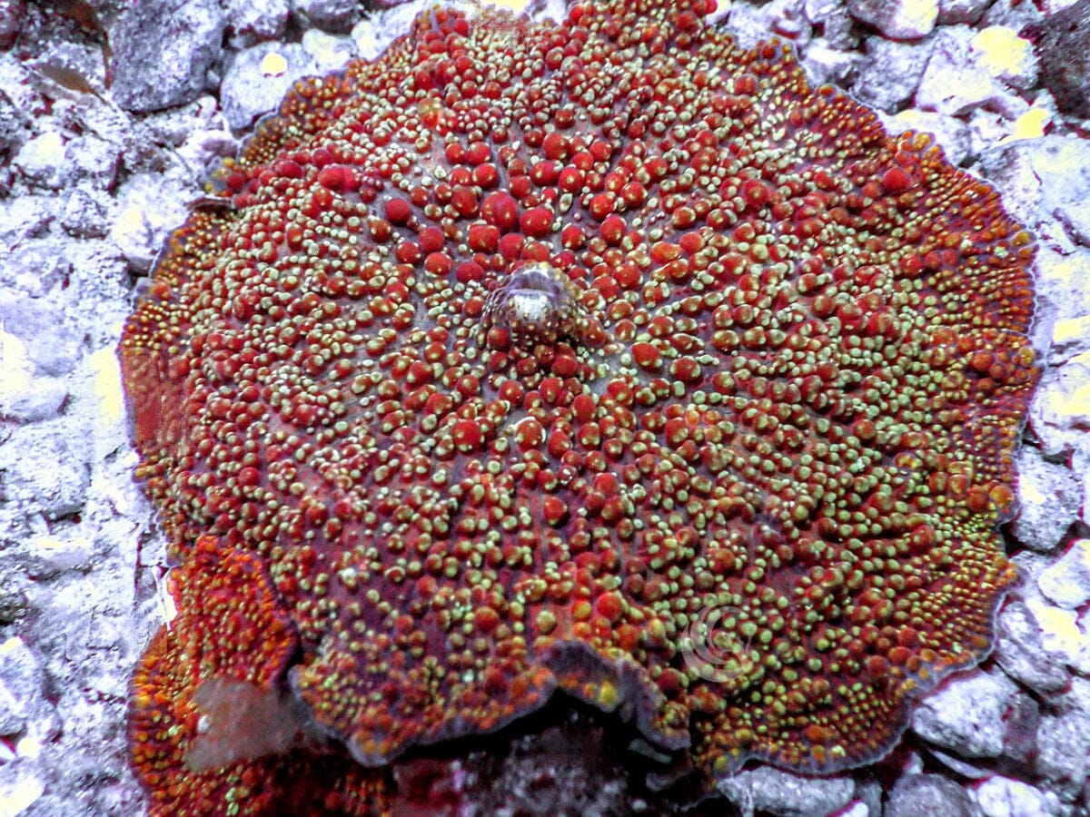 Rare Earth Bumpy Discosoma Mushroom