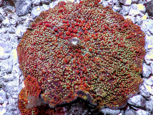 Rare Earth Bumpy Discosoma Mushroom