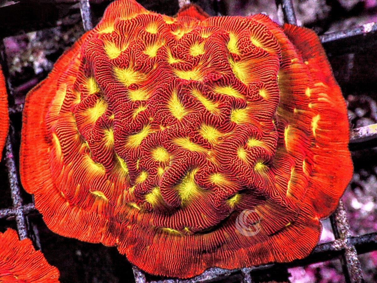 Neon Jack O'Lantern Leptoseris
