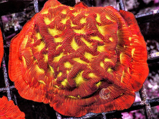 Neon Jack O'Lantern Leptoseris