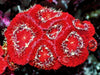 Red Acan lordhowensis
