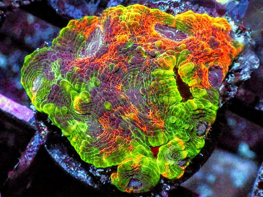 Fruit Salad Acan echinata 