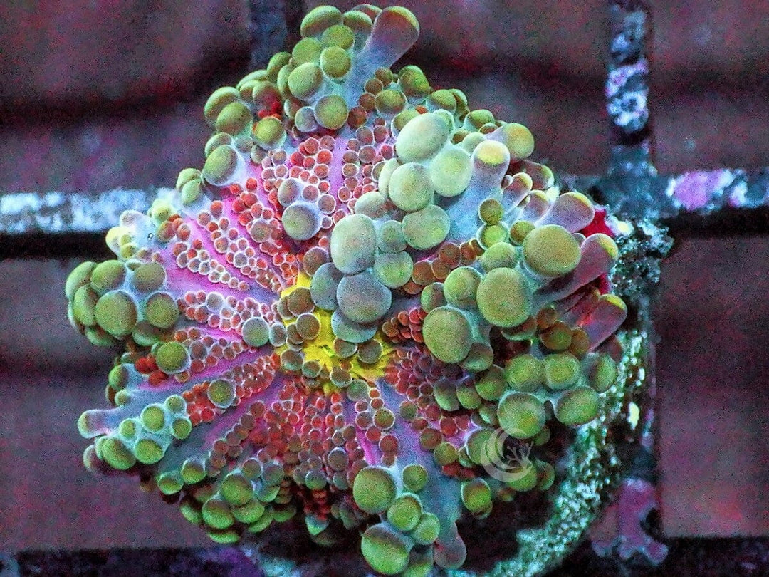 Rainbow Ricordea yuma