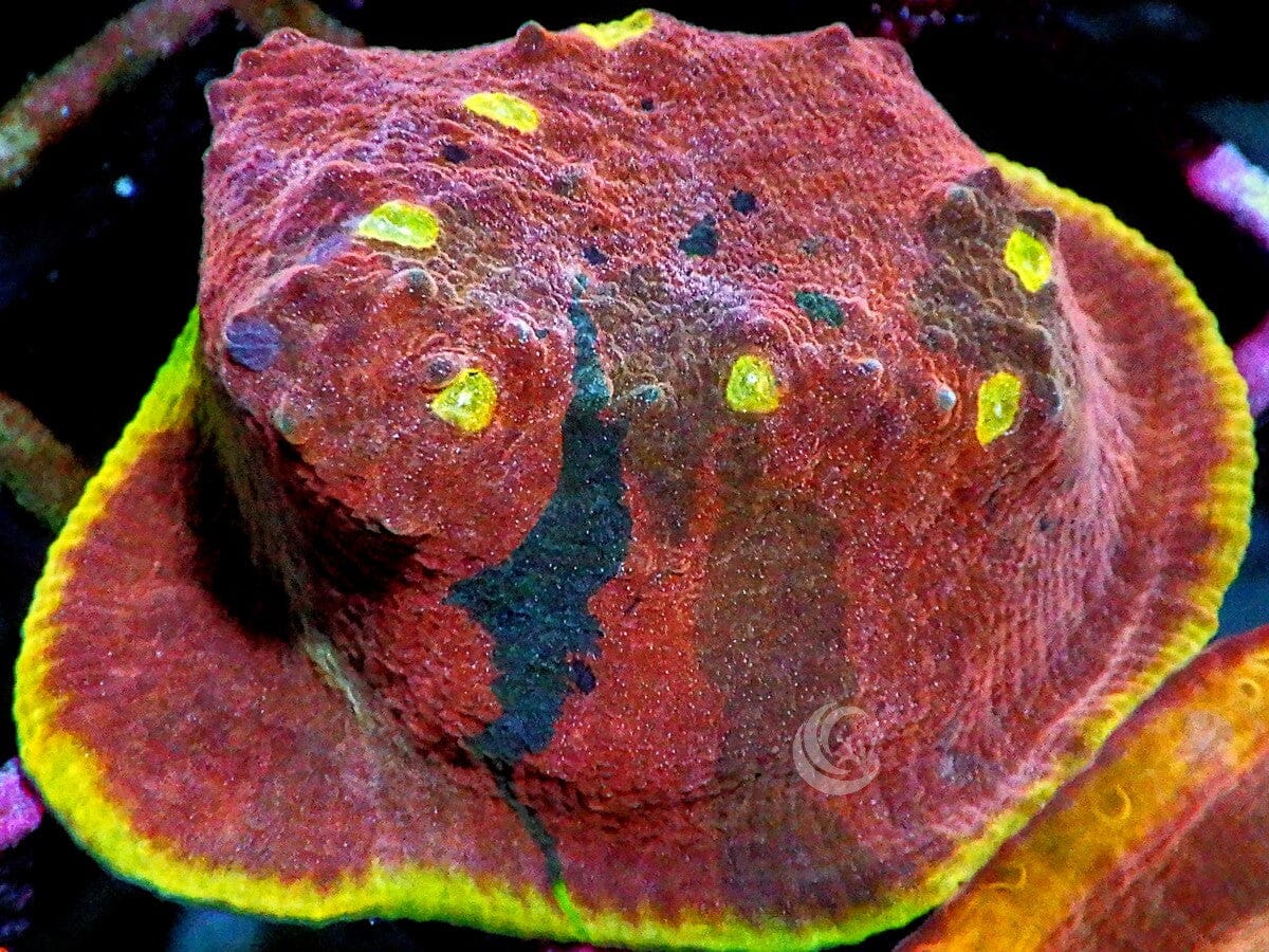 Ultra Patchwork Rainbow Chalice