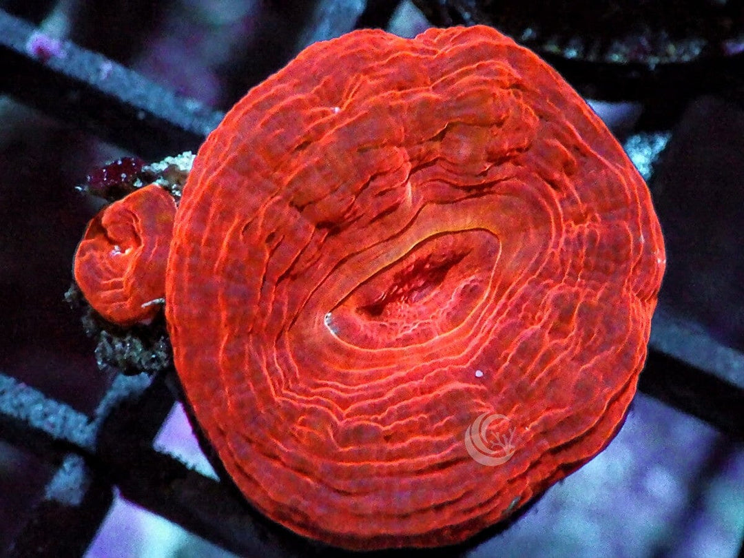 Red Velvet Acan bowerbanki