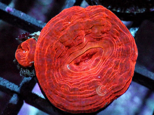 Red Velvet Acan bowerbanki
