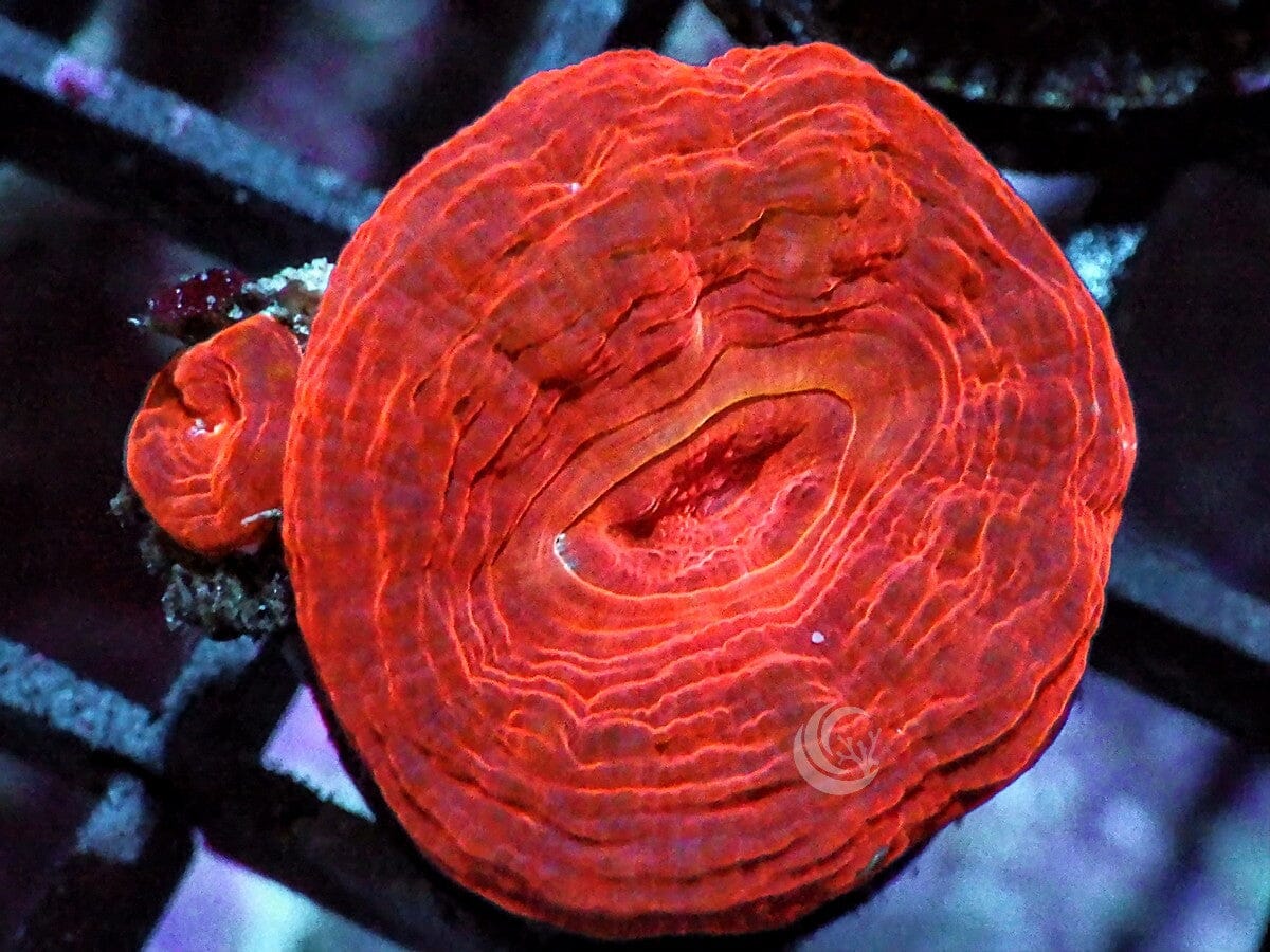 Red Velvet Acan bowerbanki