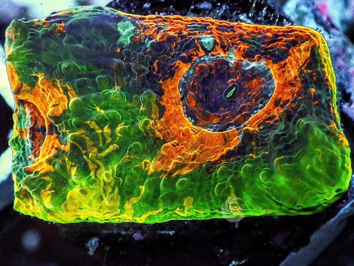 Sunflower Acan echinata