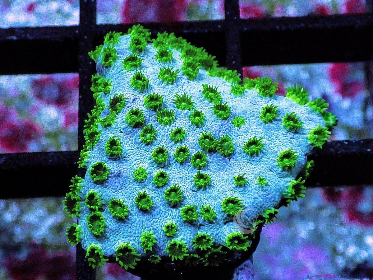 Blue Green Cyphastrea