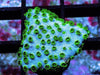 Blue Green Cyphastrea