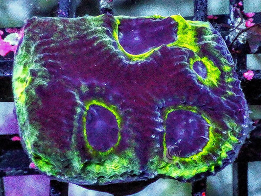 Owl Eye Favia