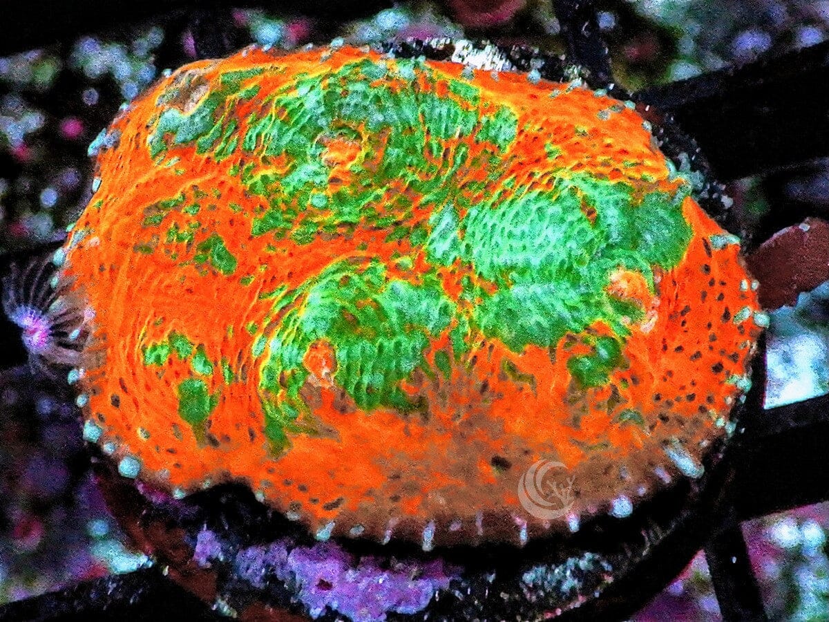 Teal Swirl Orange Chalice