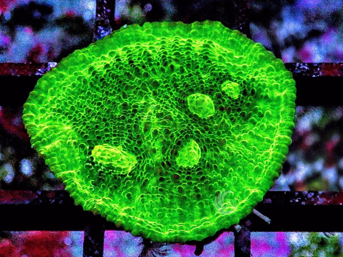 Glowing Green Chalice