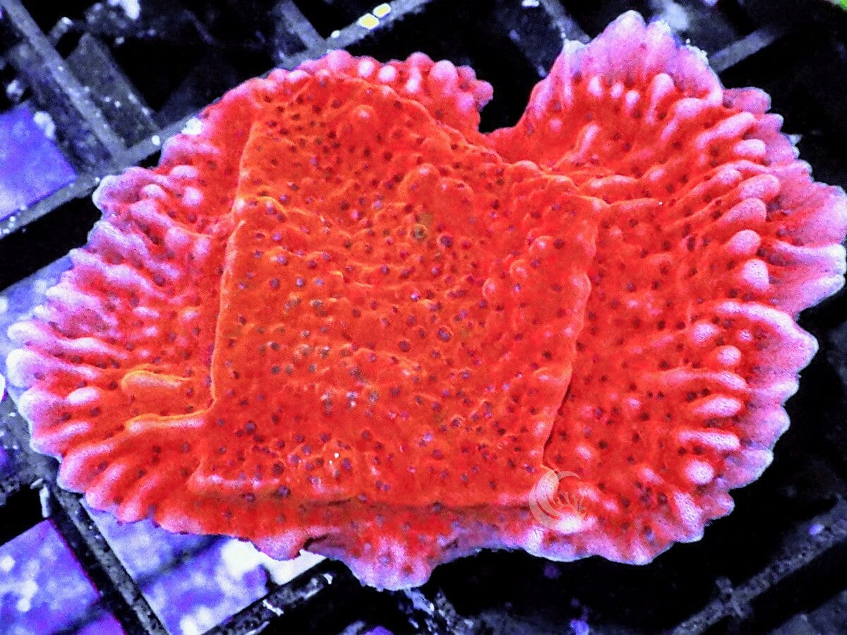 Strawberry Medusa Plating Montipora