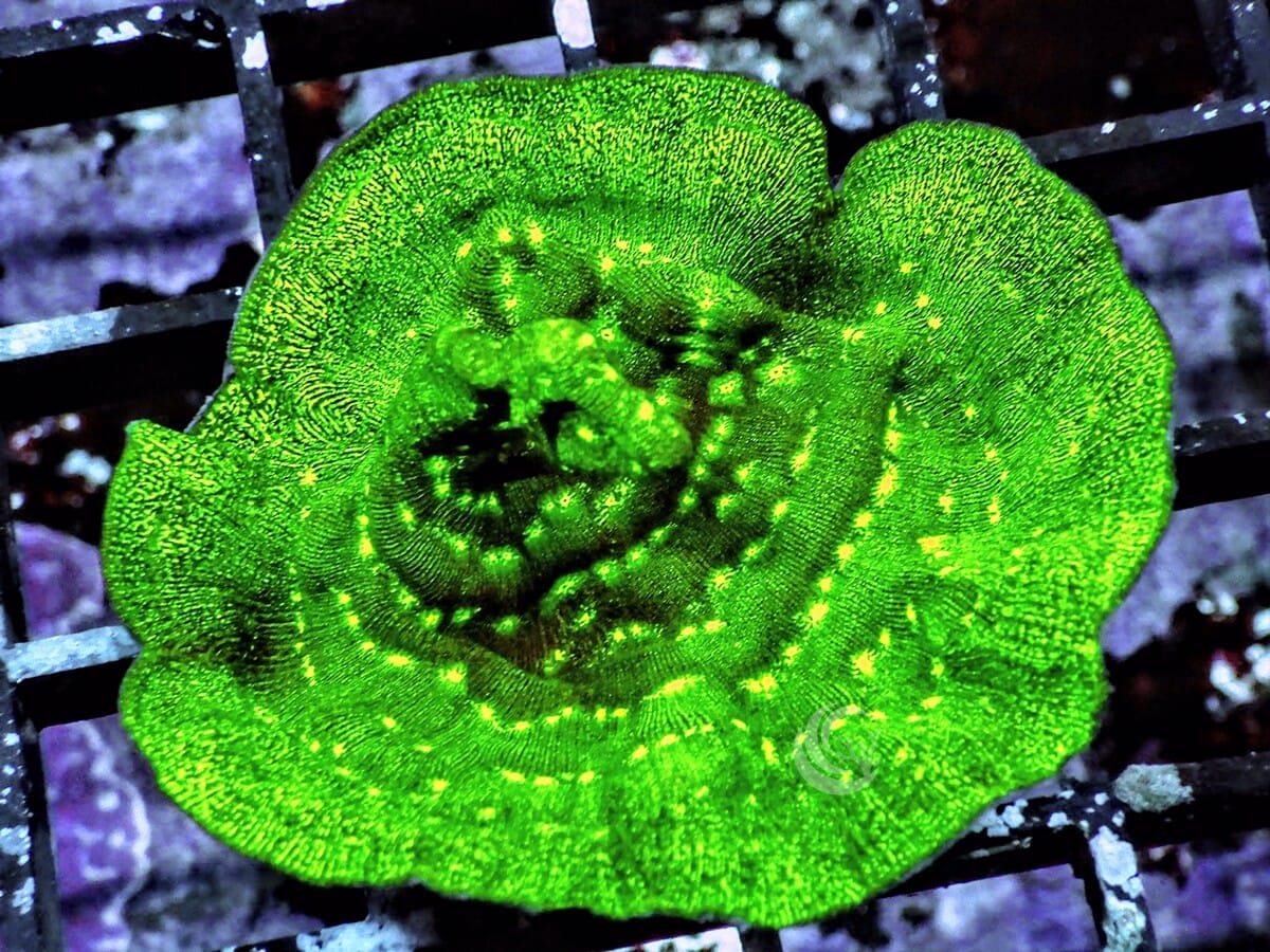 Neon Scrolling Psammacora