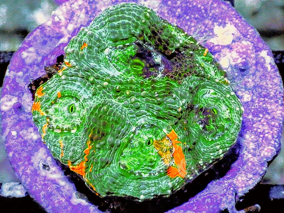 Orange Splashed Acan echinata