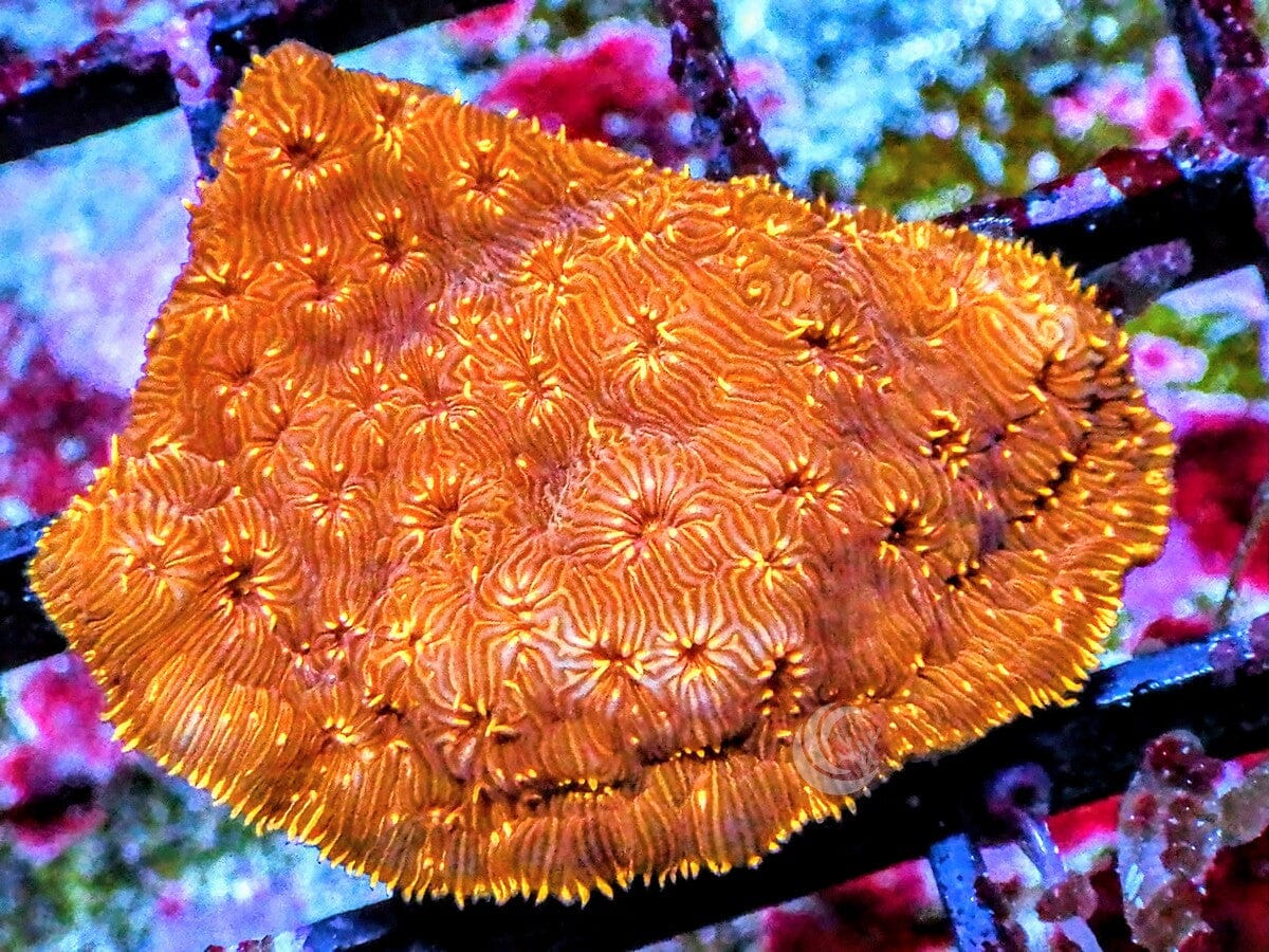 Metallic Orange Pavona maldivensis