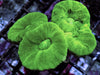 Kryptonite Caulastrea