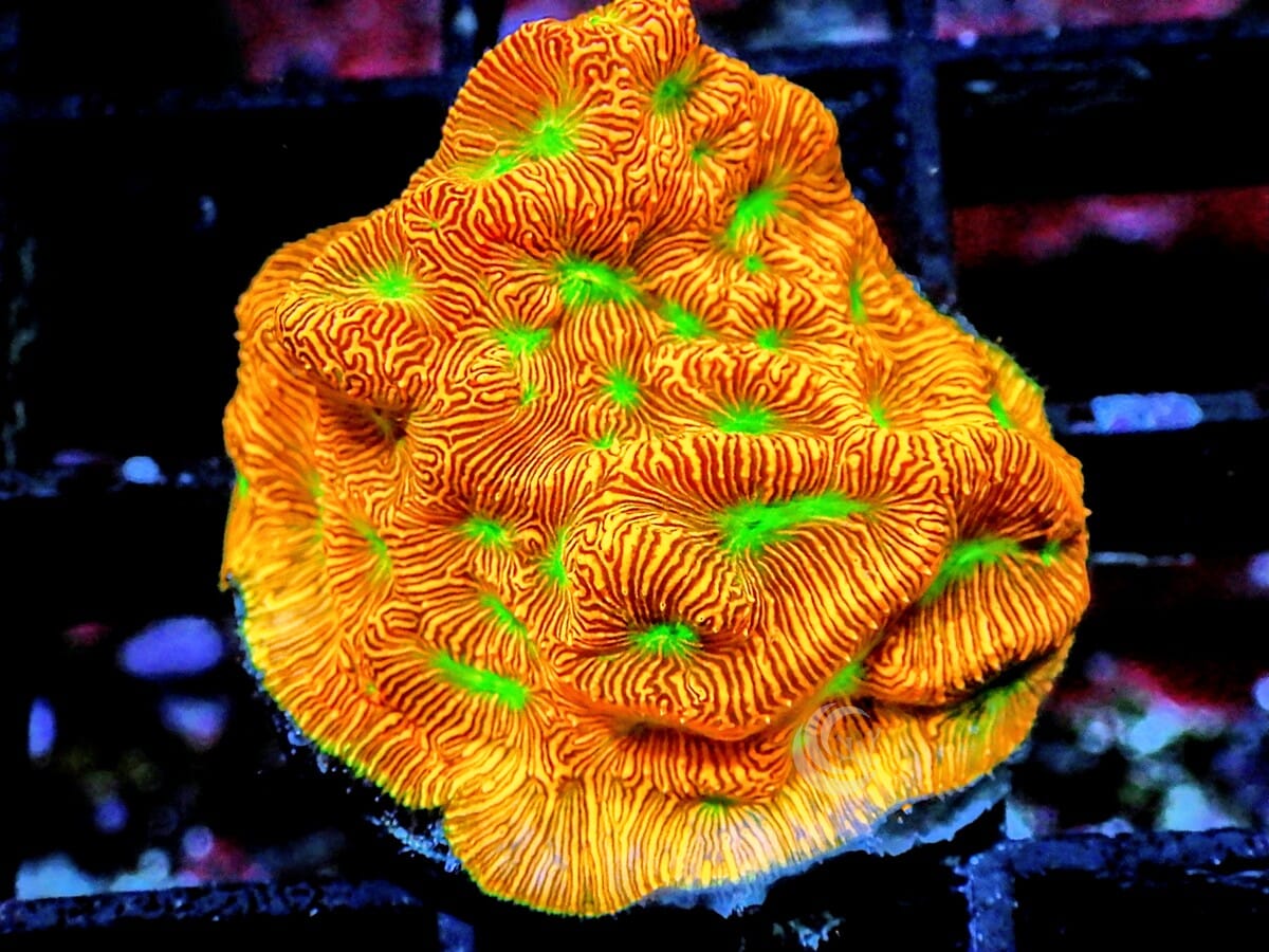 Neon Leptoseris