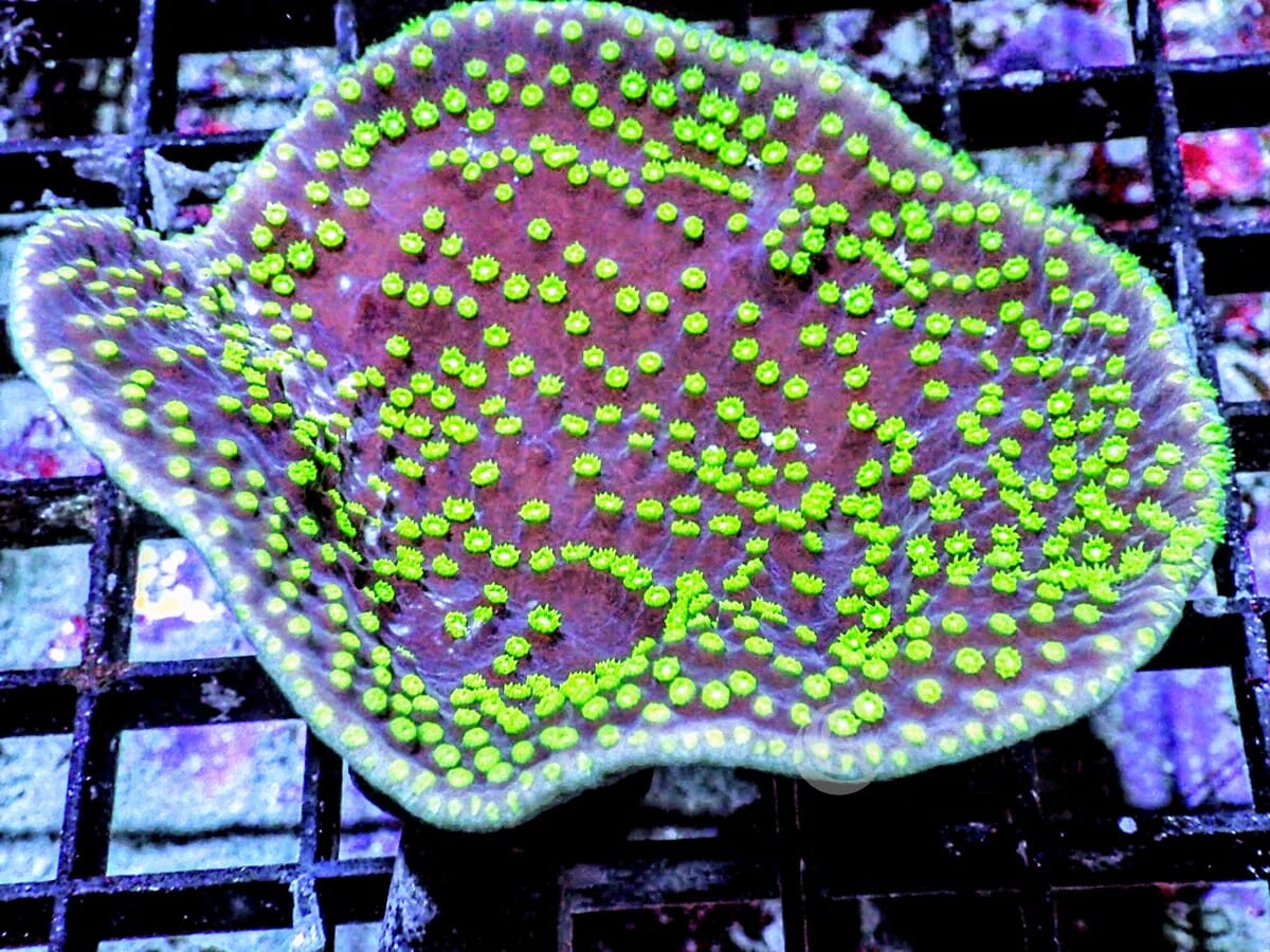 Neon Polyp Scrolling Turbinaria