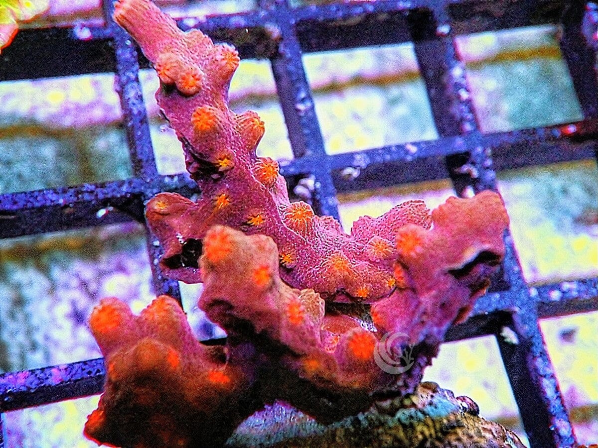 Branching Space Monkey Cyphastrea