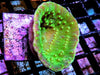 Green Cup Turbinaria