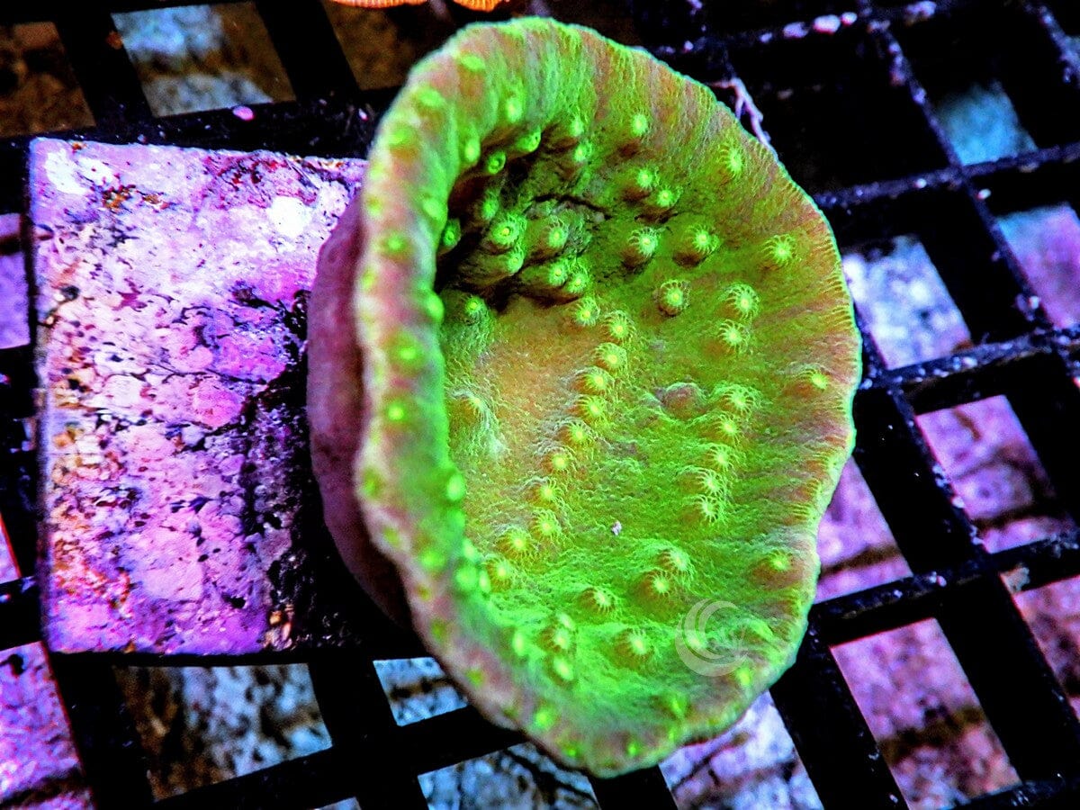 Green Cup Turbinaria