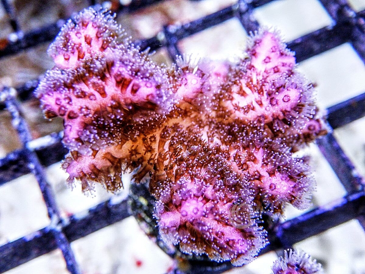 Pink-purple Pocillopora