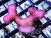 Pink Stylophora