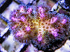 Purple tip Pocillopora