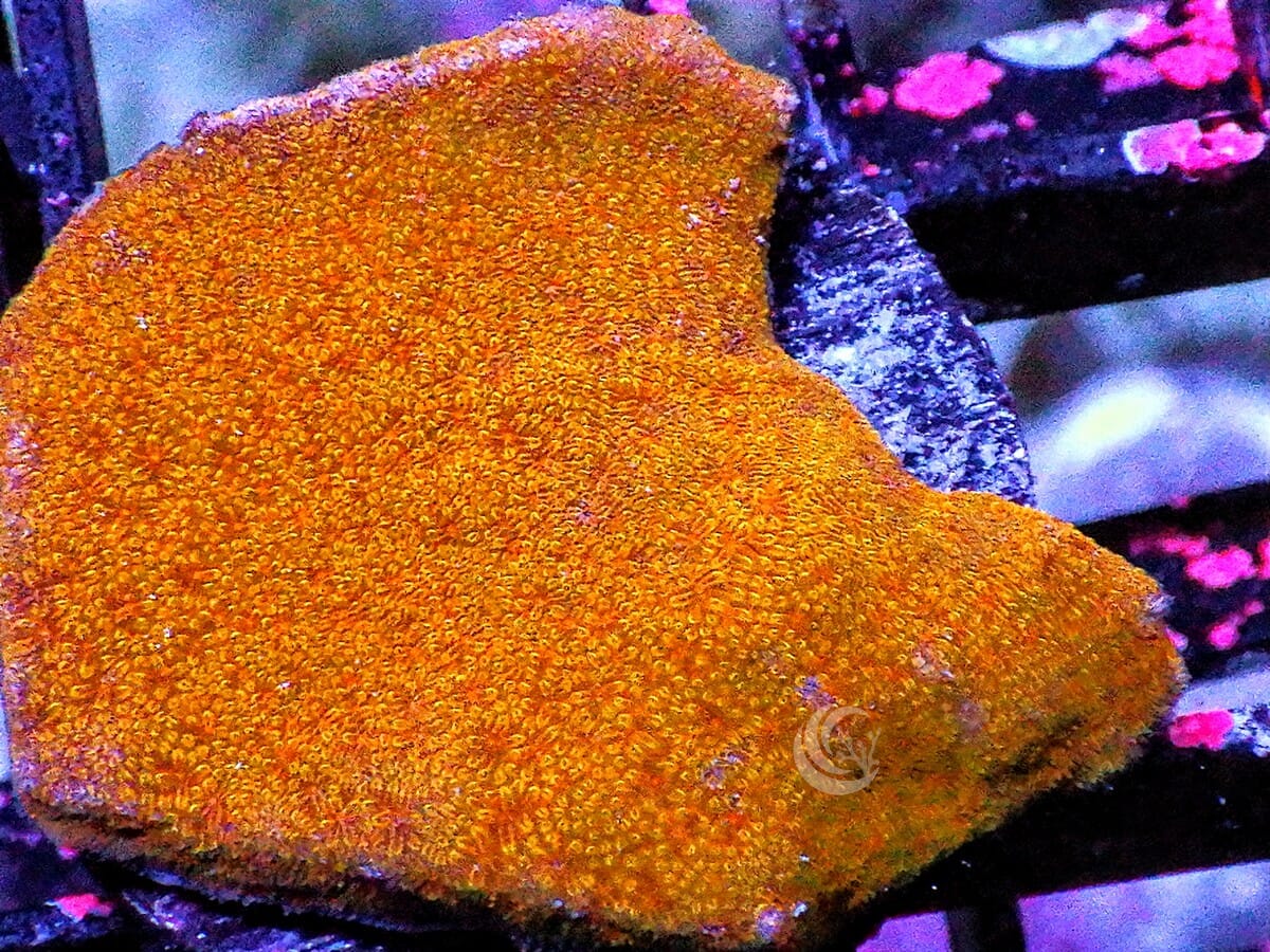 Pumpkin Pie Psammacora