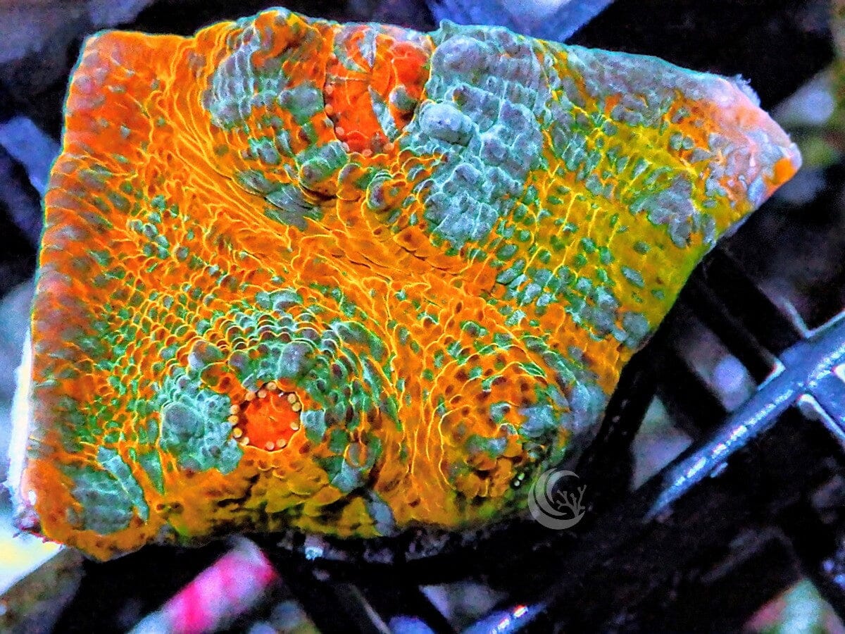 MultiColor Orange Chalice