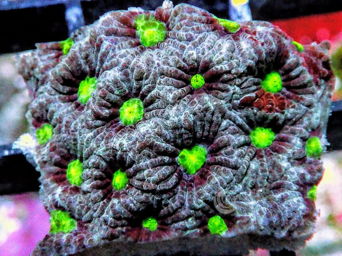 War Coral Favites
