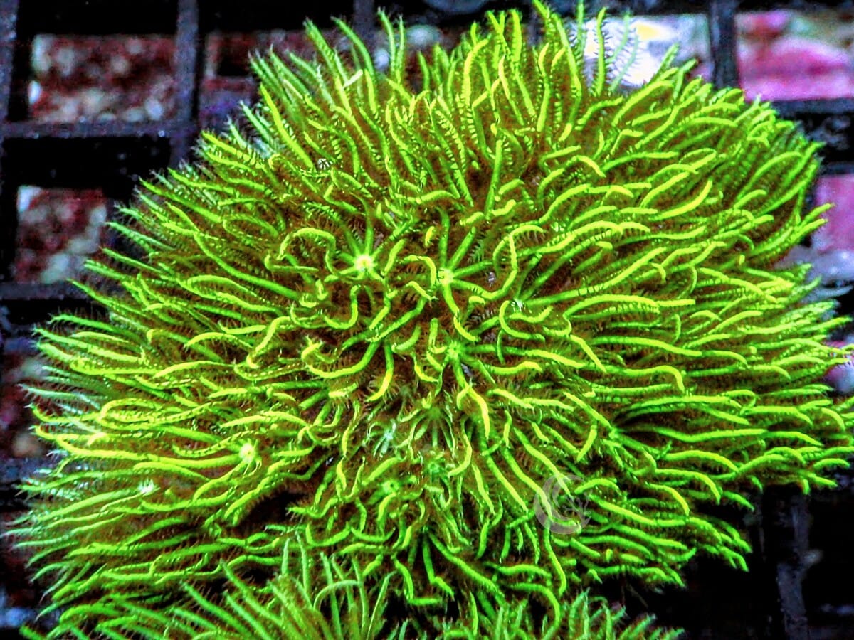 Green Star Polyps