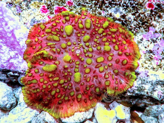 Lava Lamp Discosoma Mushroom