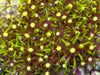 Yellow Mouth Green Star Polyps