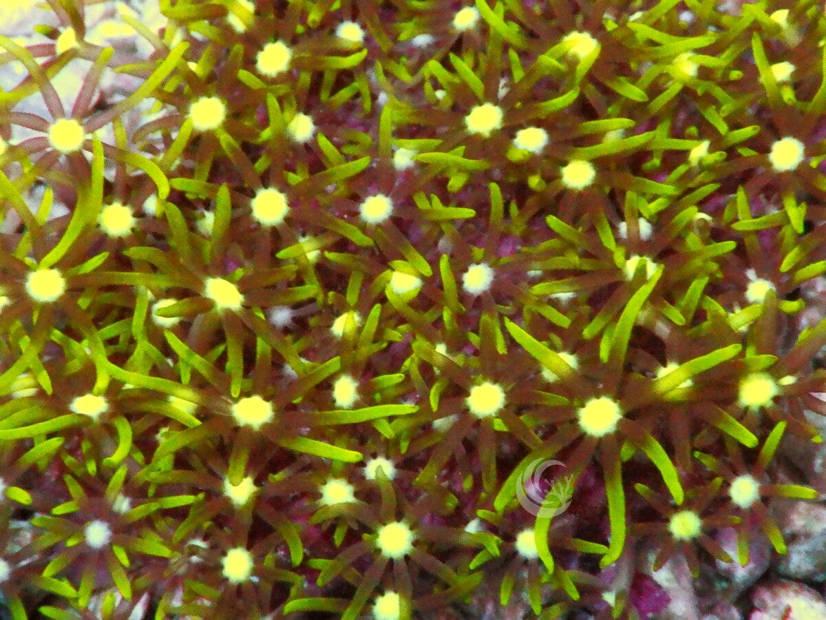 Yellow Mouth Green Star Polyps