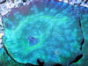 Blue Discosoma Mushroom