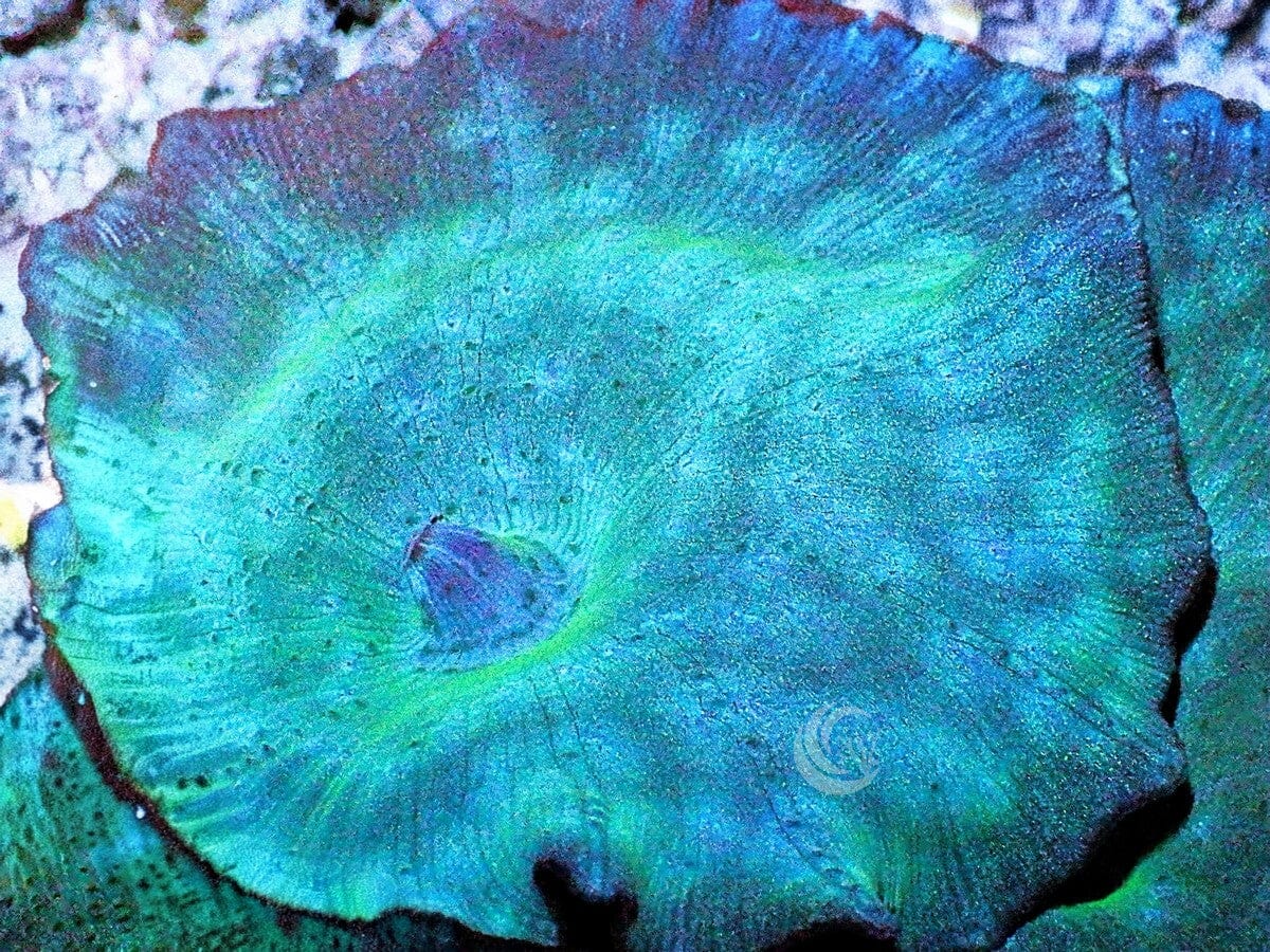 Blue Discosoma Mushroom