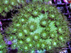 Large Polyp Green Cupping Turbinaria