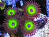 Sunny Day Zoanthids
