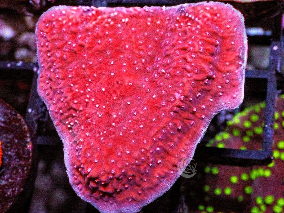 Pink Polyp Plating Montipora