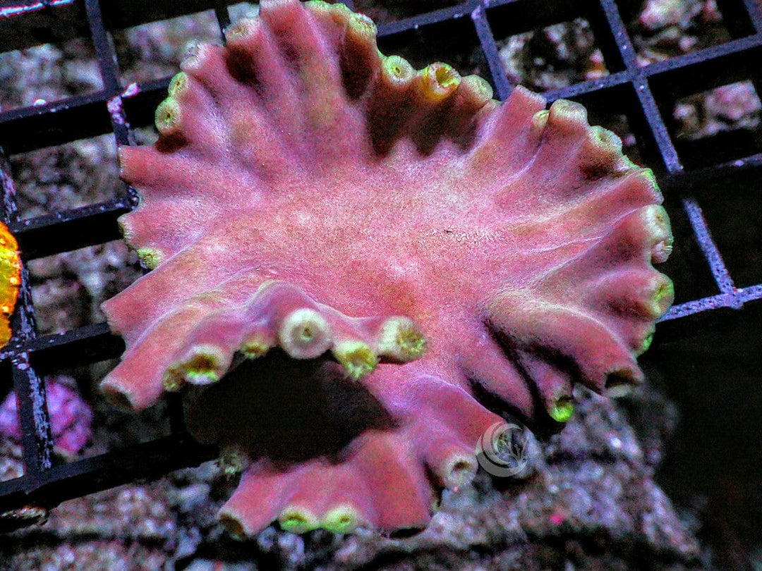 Bizarre Cupping Branched Pavona