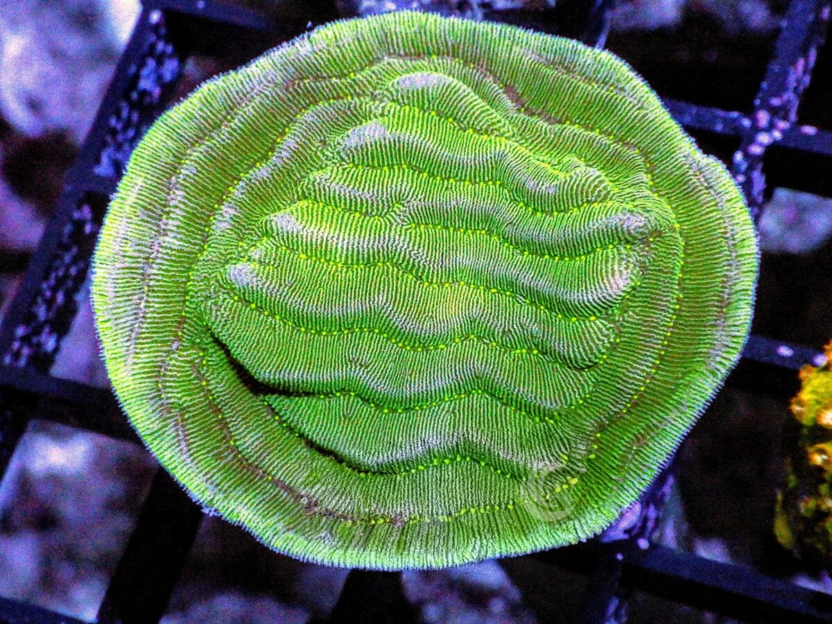 Pachyseris Elephant Skin
