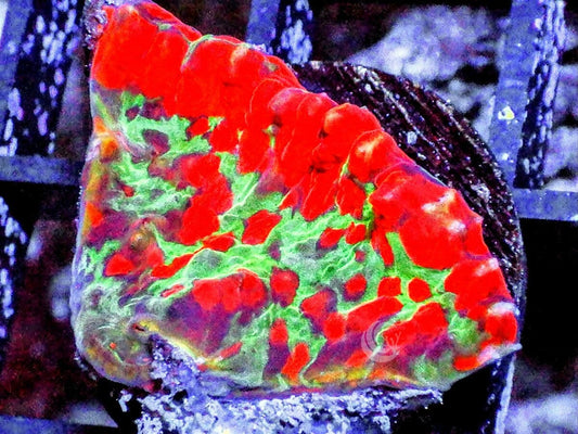 Big Bang Oxypora Chalice