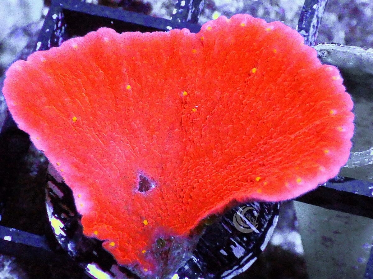 Blood Pool Plating Montipora