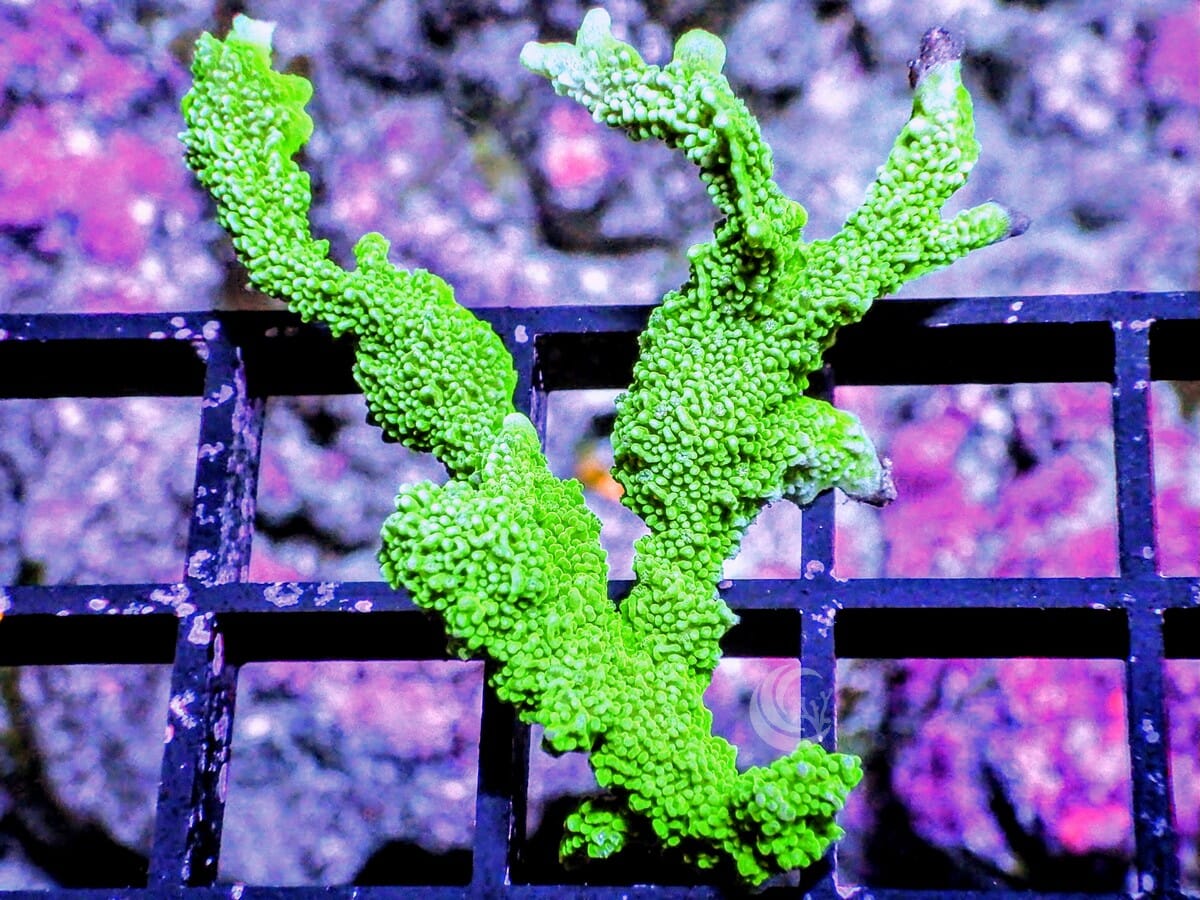 Green Branching Montipora